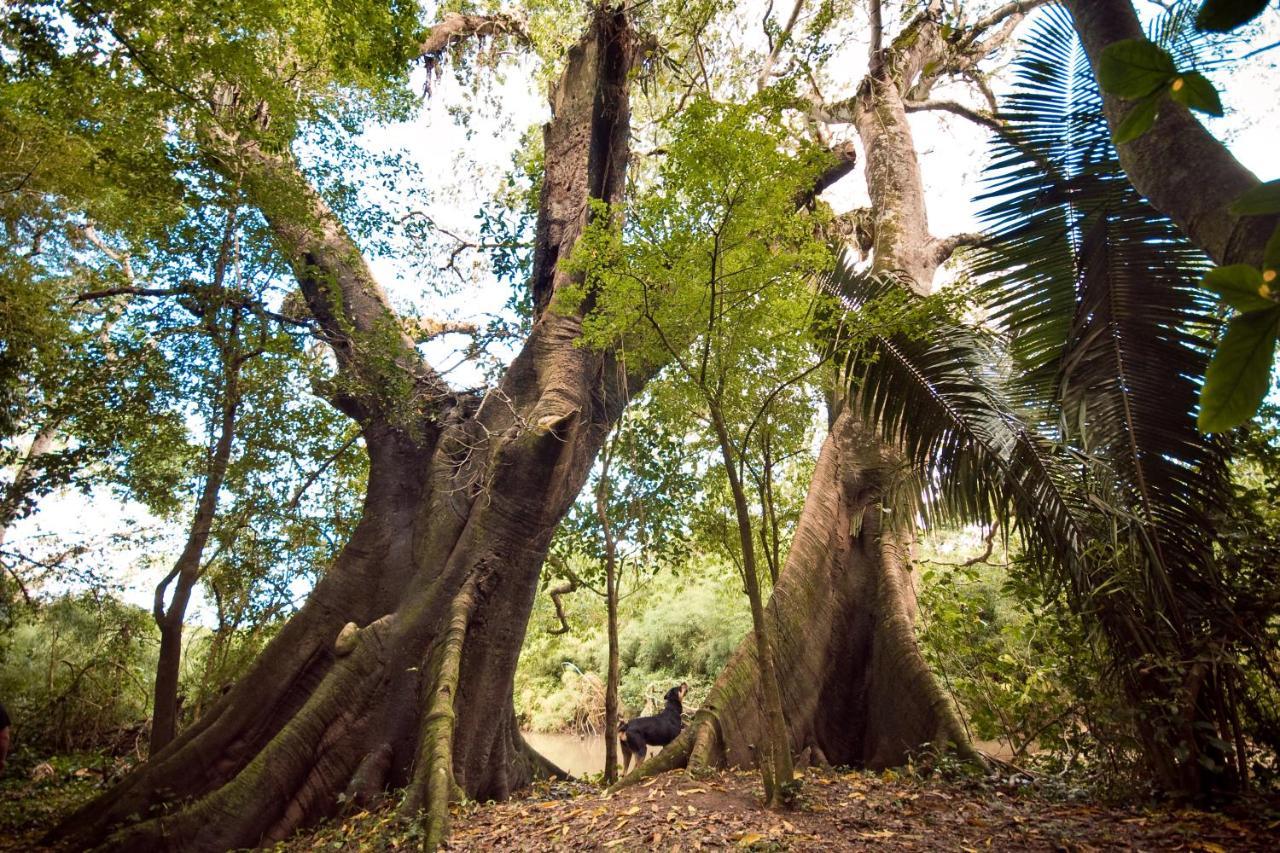 Lower Dover Jungle Lodge & Maya Ruins Unitedville 外观 照片